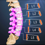 Hình minh họa xác định vị trí cột sống thắt lưng (L1-L5)