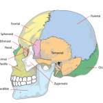 Hình ảnh xương sọ nhìn từ phía bên