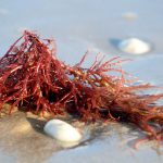 carrageenan