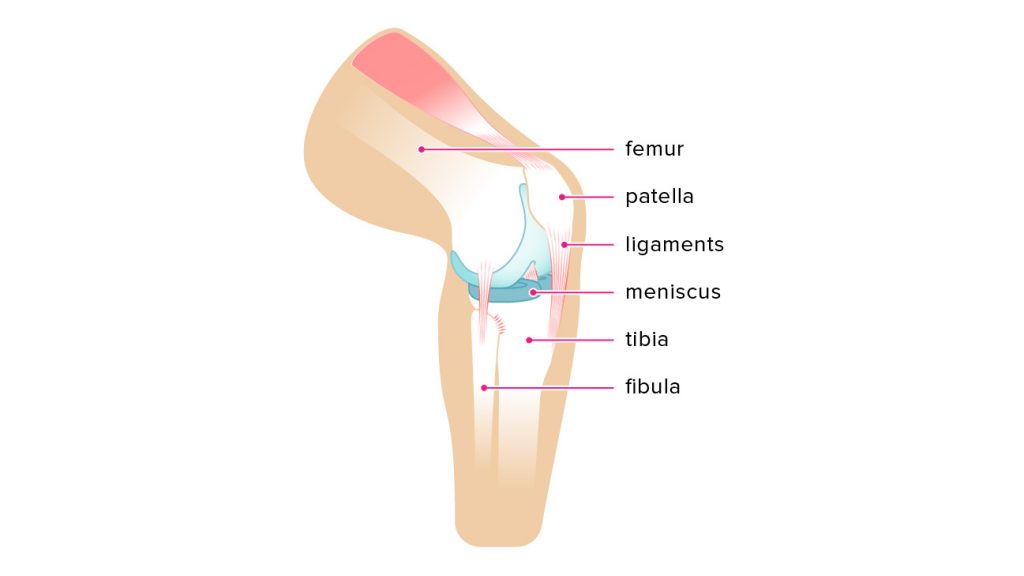 cấu tạo đầu gối