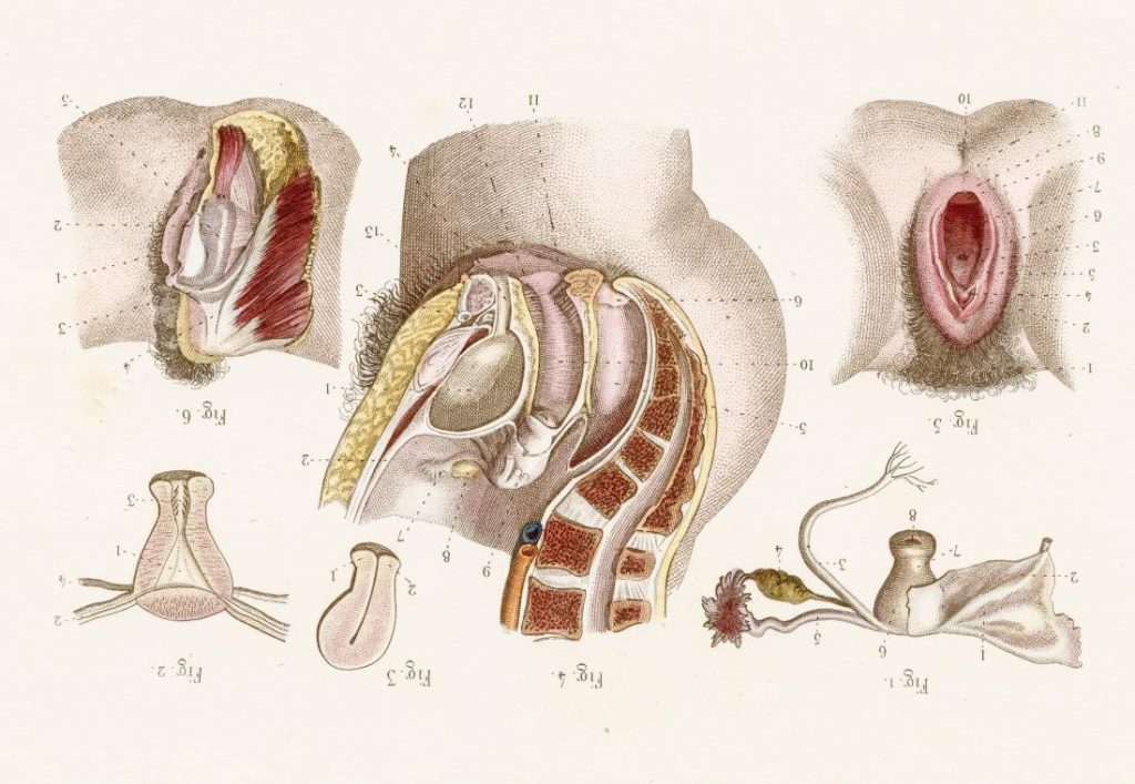 cấu trúc âm vật