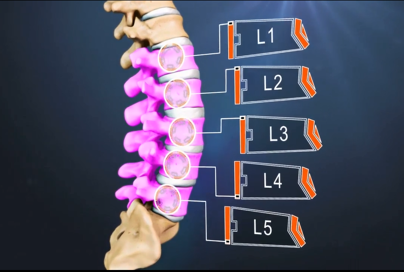 Hình minh họa xác định vị trí cột sống thắt lưng (L1-L5)