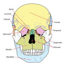 xương xọ nhìn từ phía trước